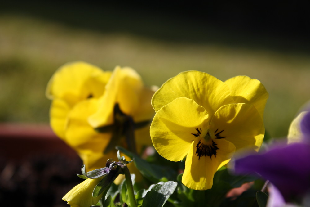 Hurra, der Frühling kommt