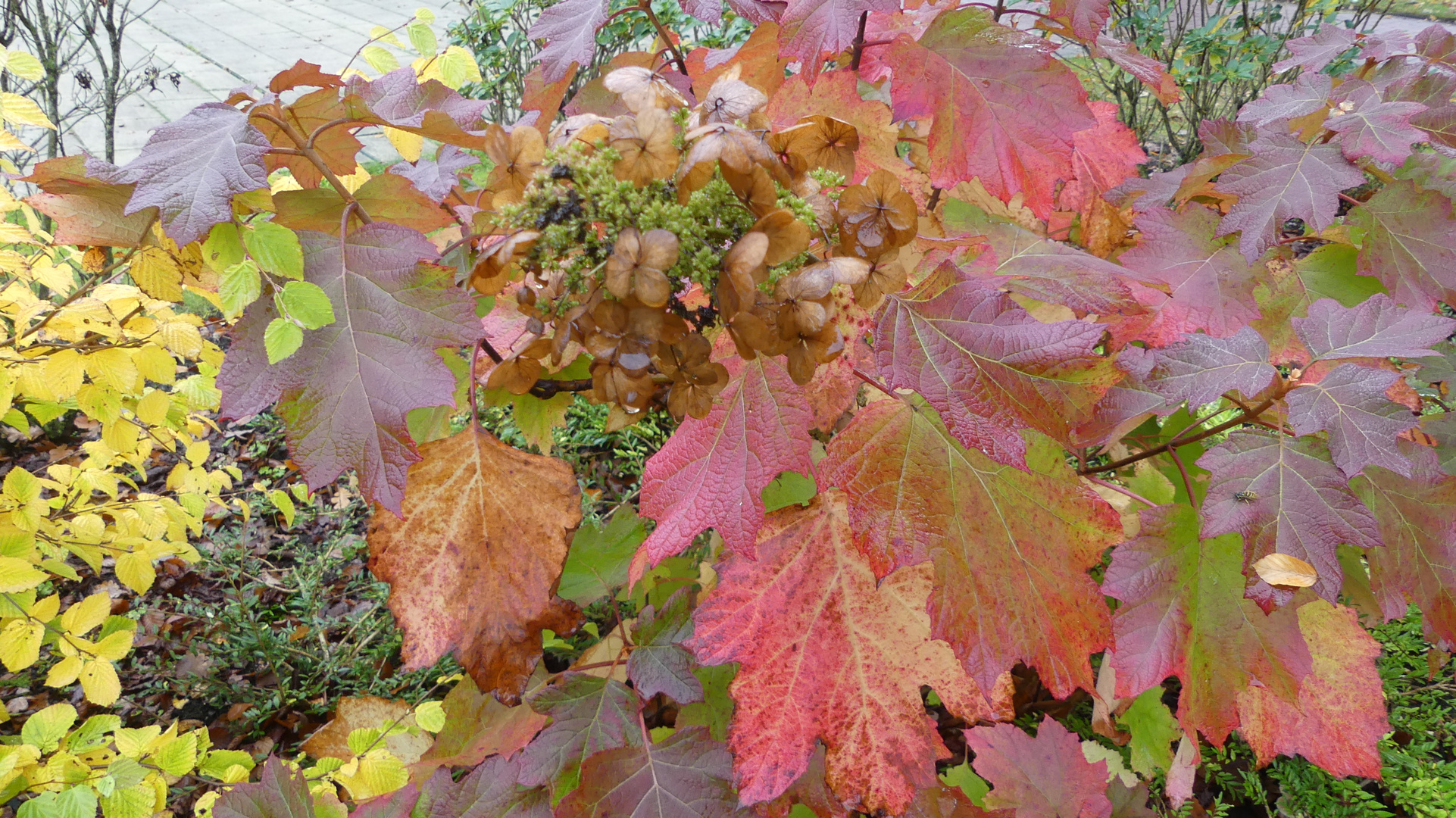 Hurra, der Herbst zeigt sein schönes buntes Gesicht ...