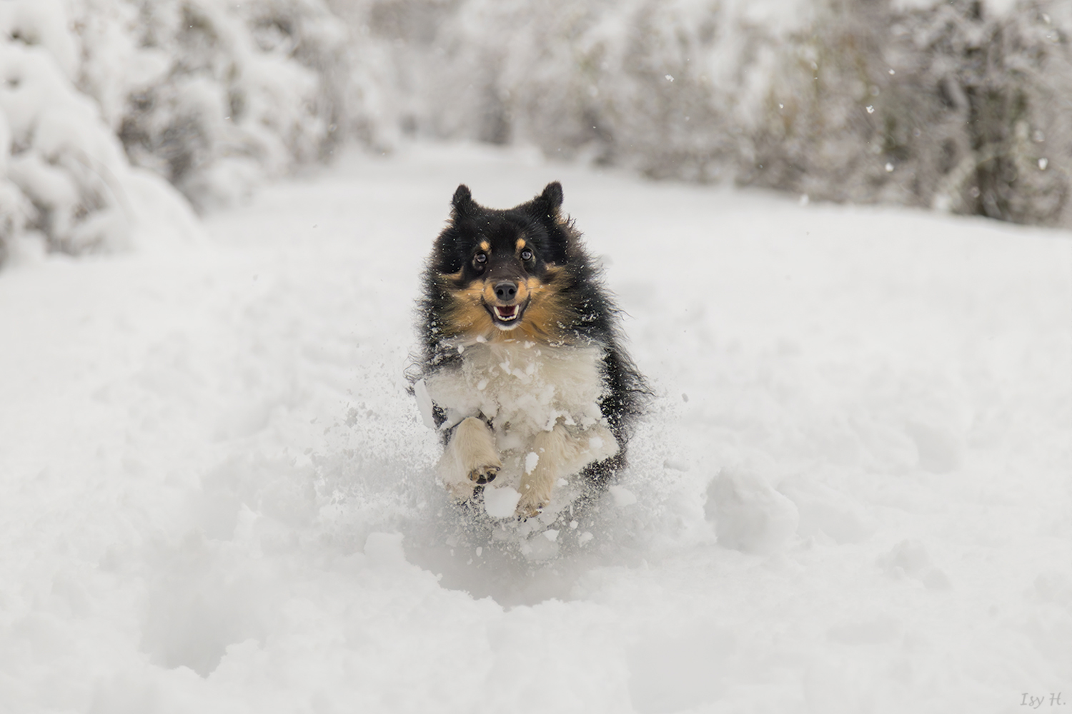 Hurra, der Schnee ist da