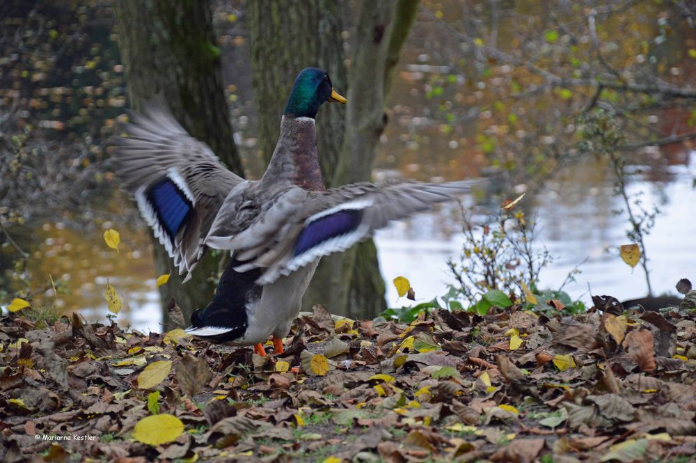 Hurra, die Enten ;-)