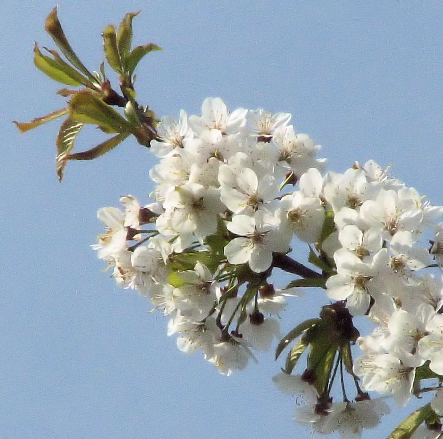 Hurra, die Sonne scheint