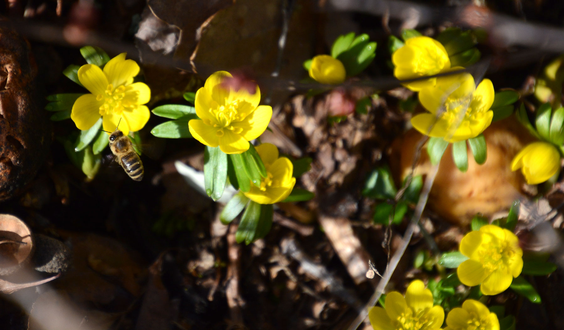 Hurra, die Winterlinge sind da; sogar mit Bienenbesuch.