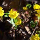 Hurra, die Winterlinge sind da; sogar mit Bienenbesuch.