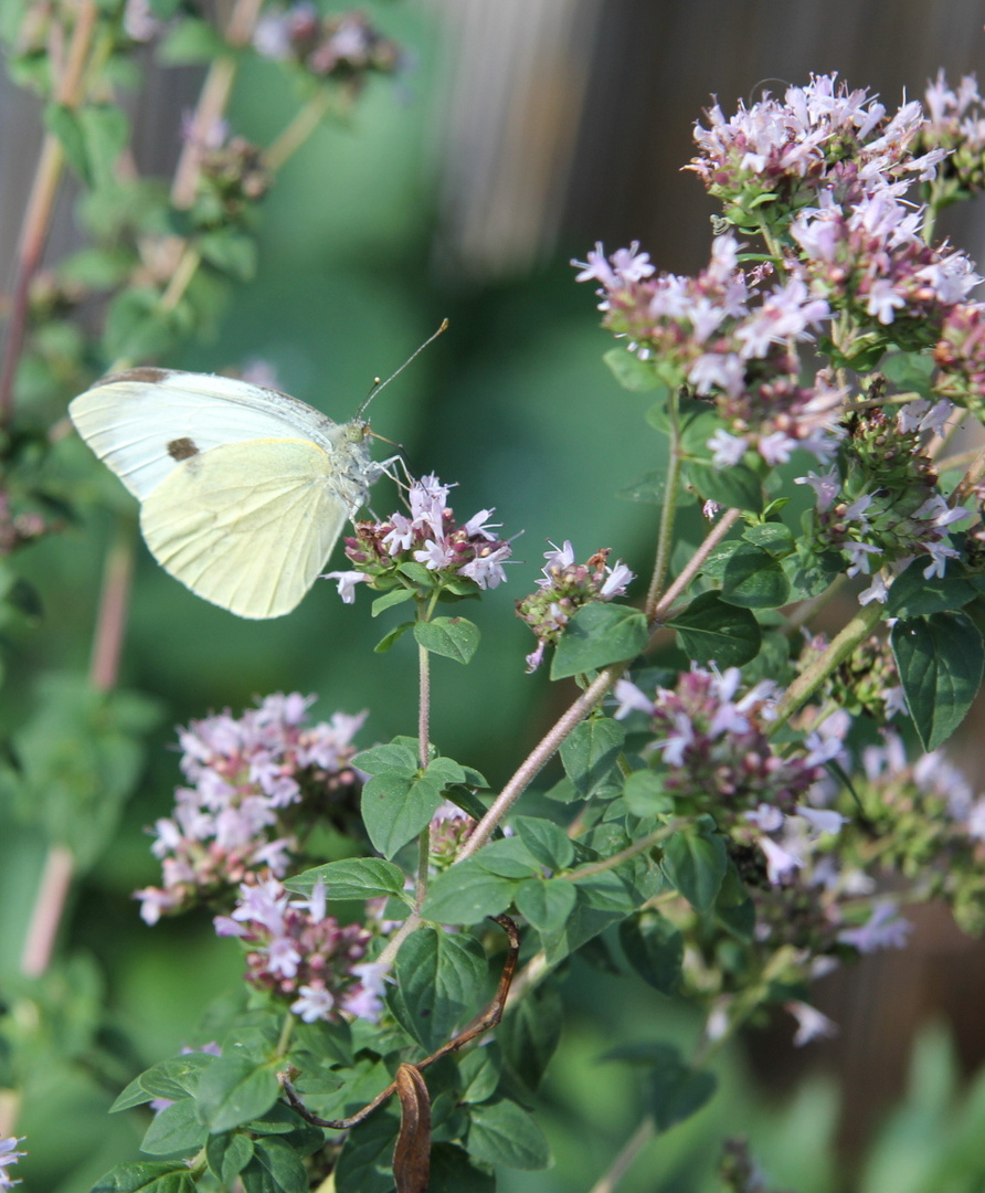 hurra ein Schmetterling