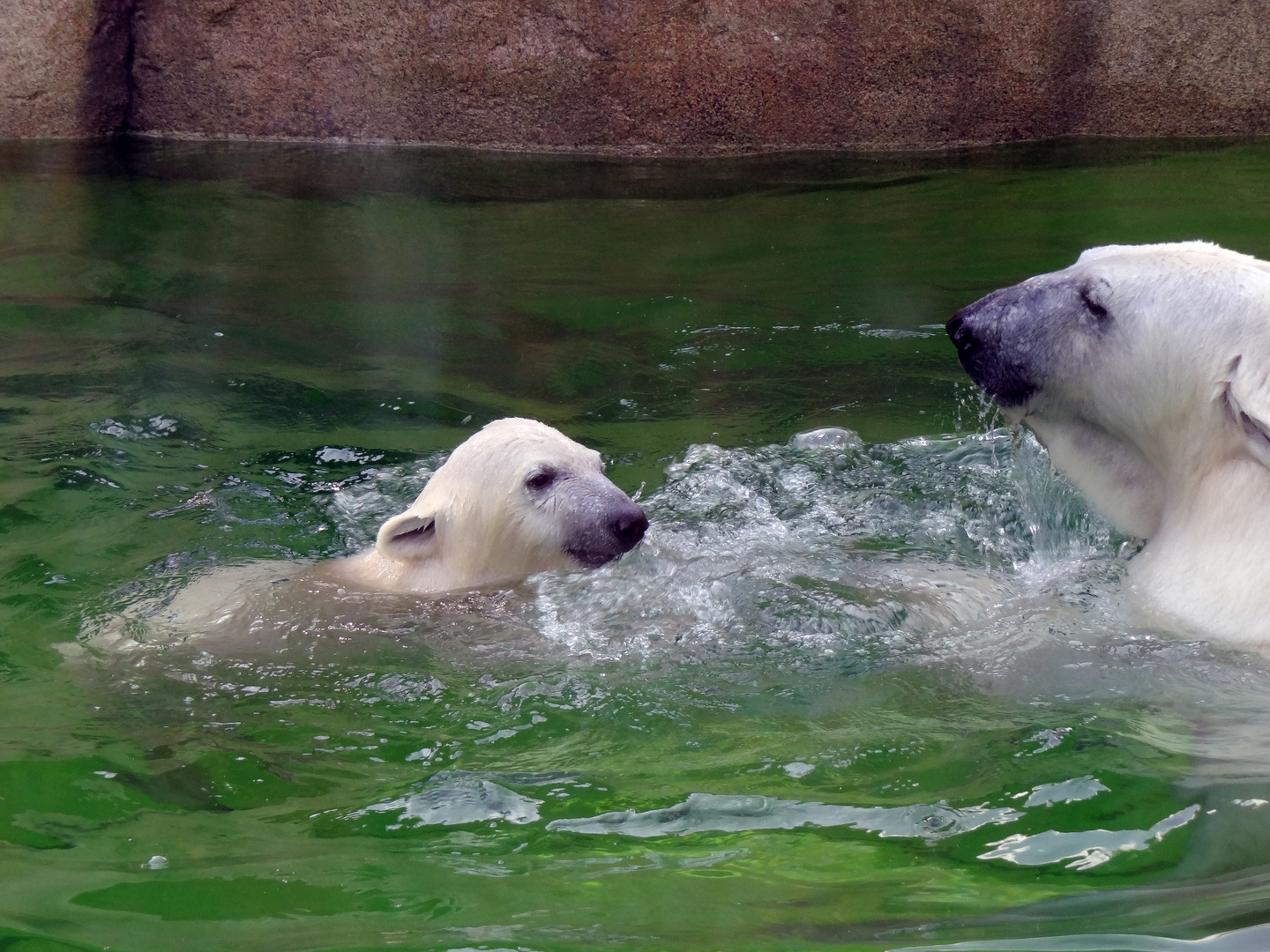 hurra endlich bei Mama im Wasser