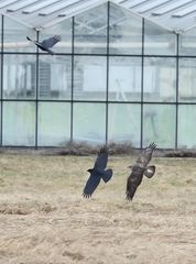 "HURRA .... endlich dreht mal ein Bussard den Spieß um- hihihiii" (Dokubild)