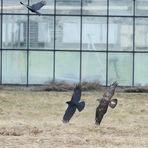 "HURRA .... endlich dreht mal ein Bussard den Spieß um- hihihiii" (Dokubild)