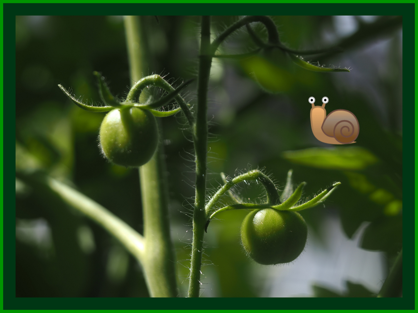 Hurra, es ist ... eine Tomate!