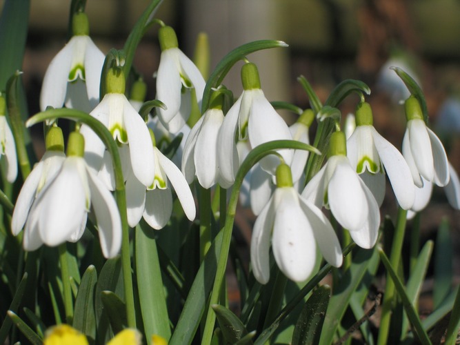 Hurra es ist Frühling