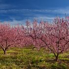 Hurra, es ist Frühling