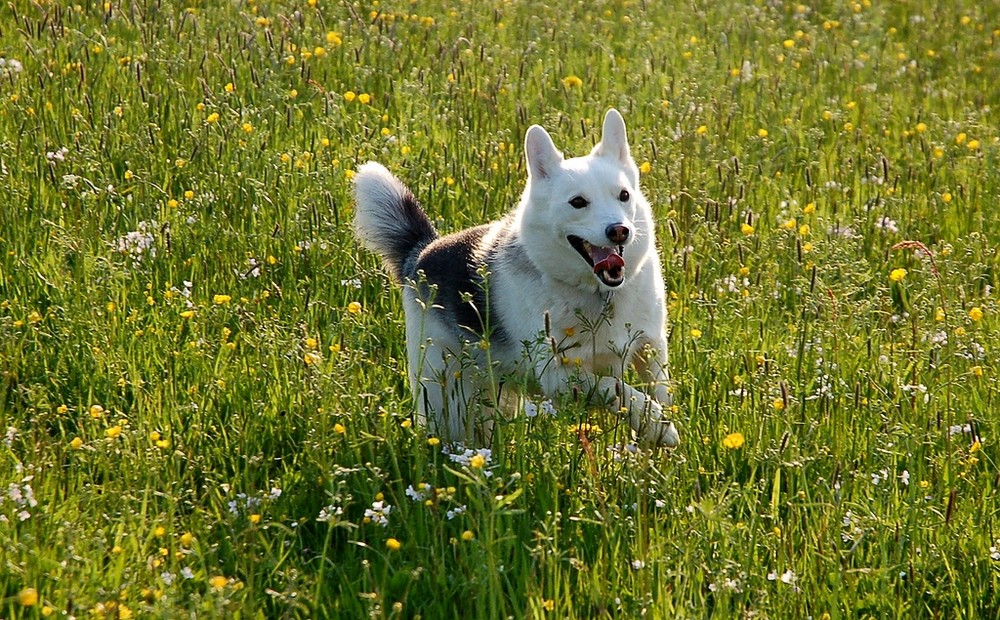 Hurra, es ist Frühling!!