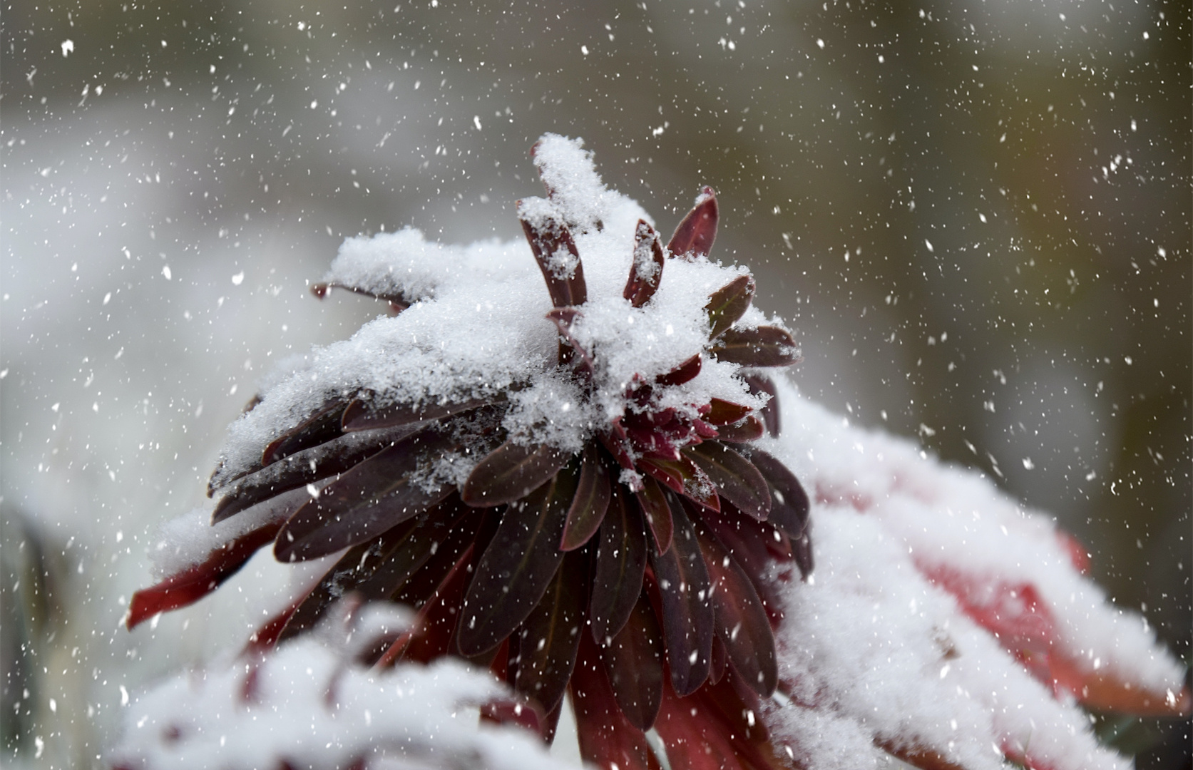 Hurra, es schneit in Berlin ...