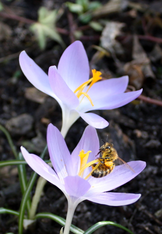 Hurra, es wird Frühling