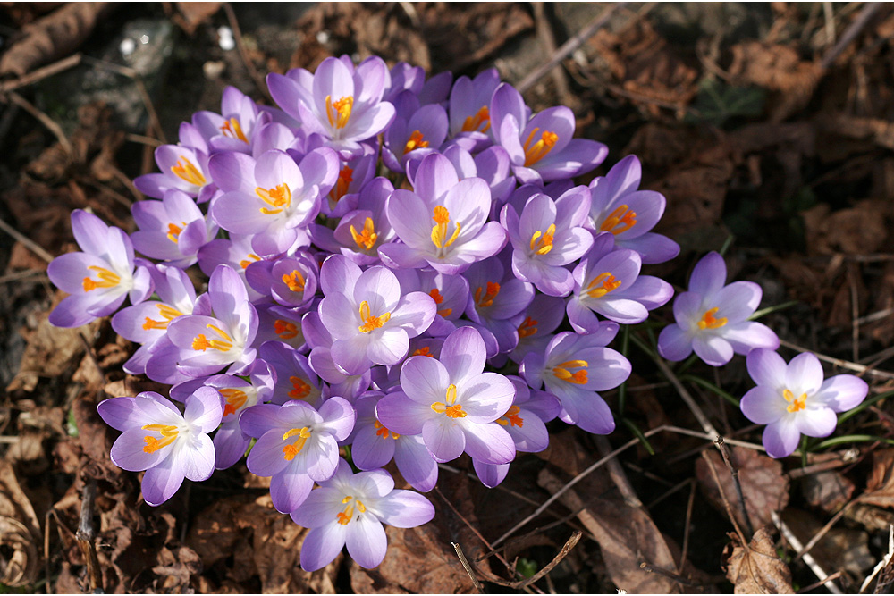 Hurra, es wird Frühling !