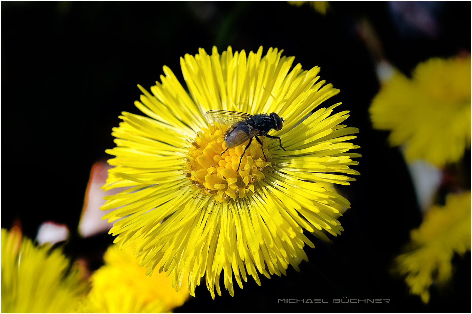 Hurra, es wird Frühling!! ;-)