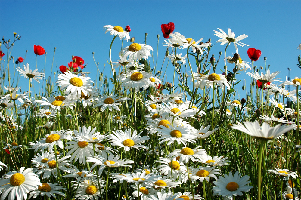 Hurra - es wird Frühling!