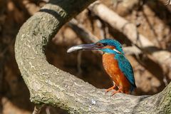 Hurra - es wird gefüttert...!