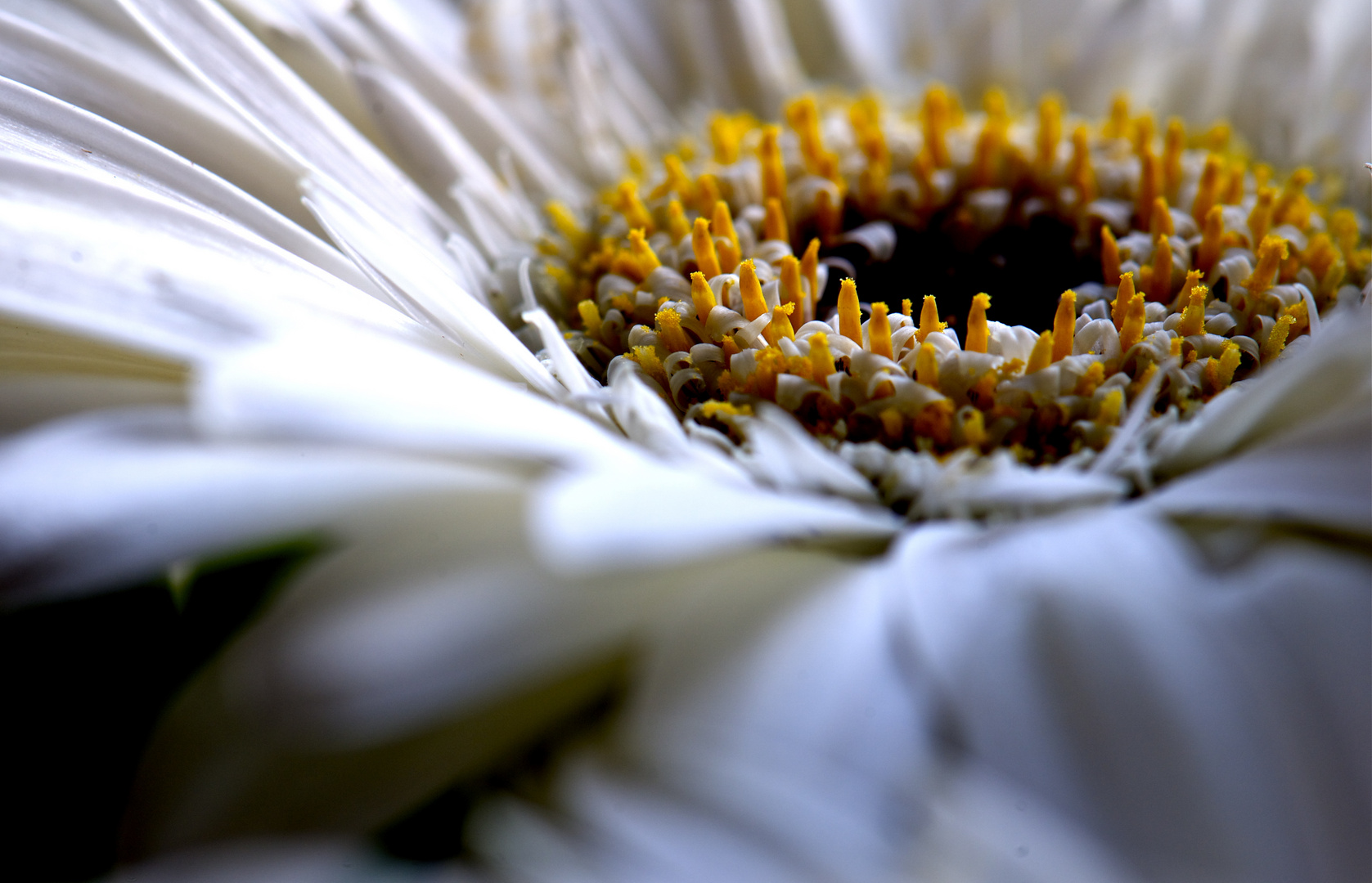 "Hurra-Gerbera"