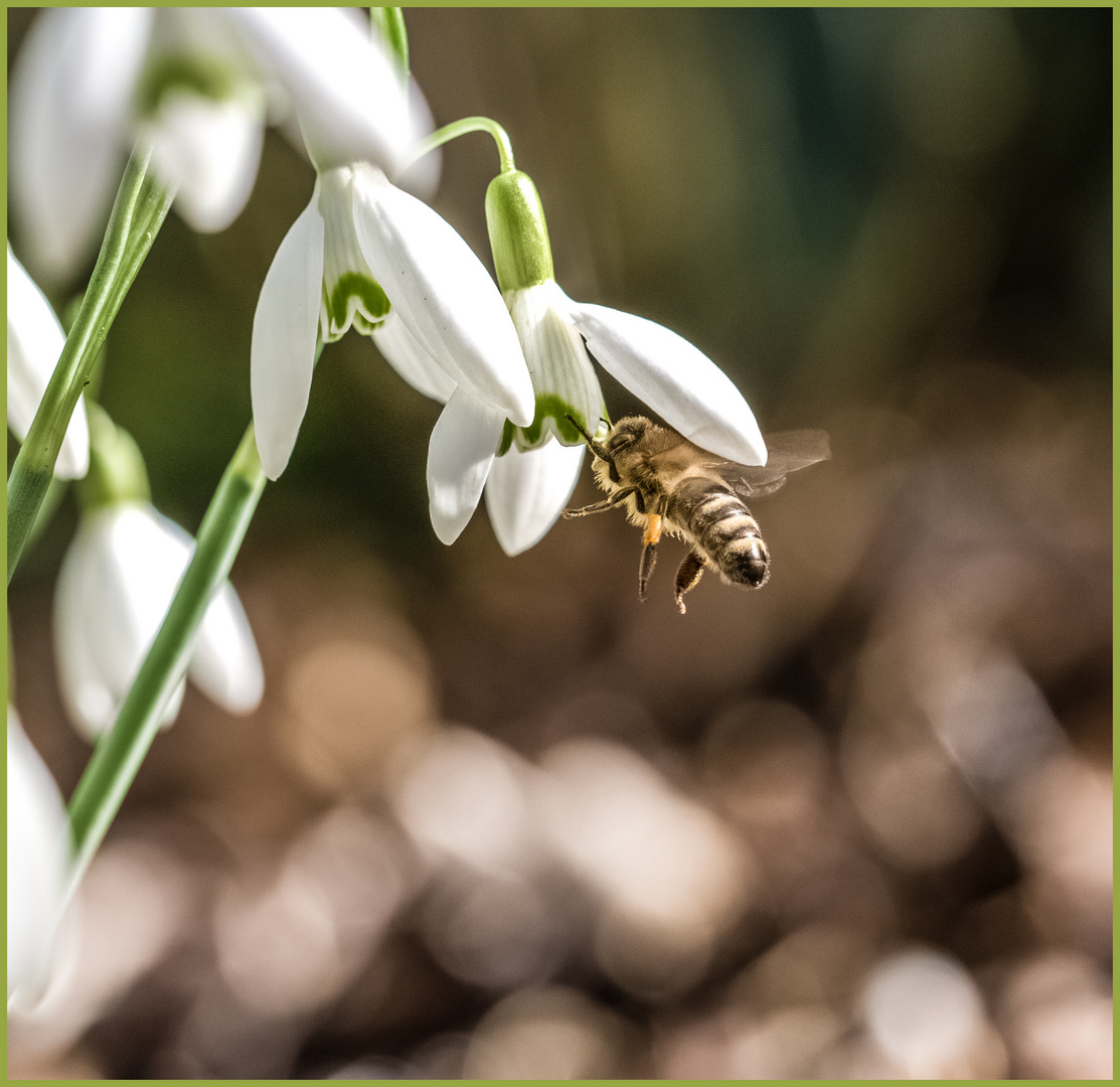 "Hurra, heute ist Frühlingsanfang!"