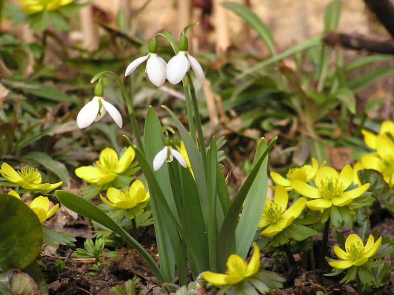 Hurra! Hurra! Der Frühling der ist endlich da....