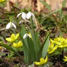 Hurra! Hurra! Der Frühling der ist endlich da....