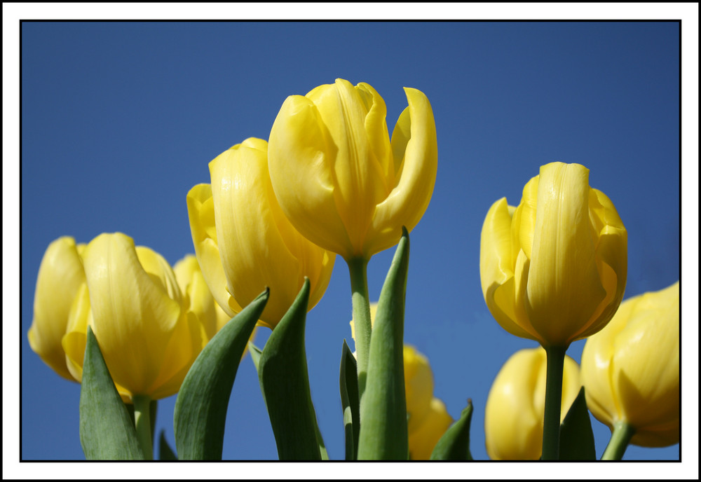 Hurra hurra, der Frühling ist da!