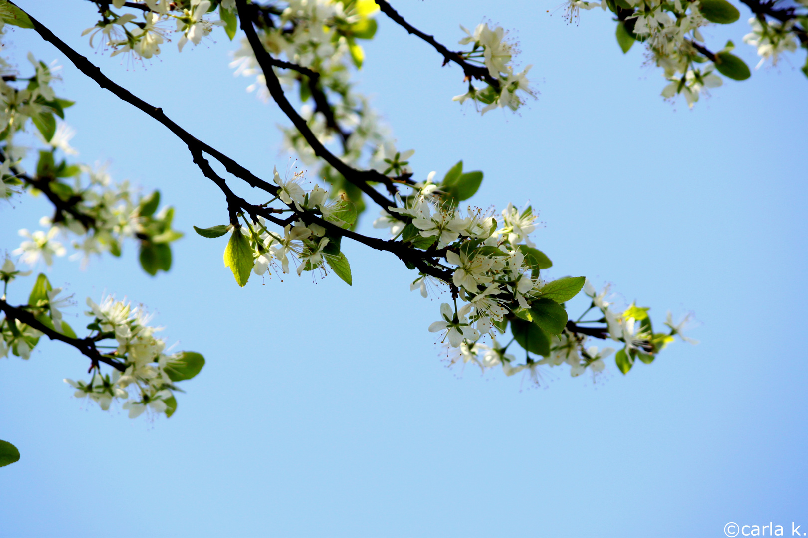 hurra hurra der frühling ist nun endlich da.