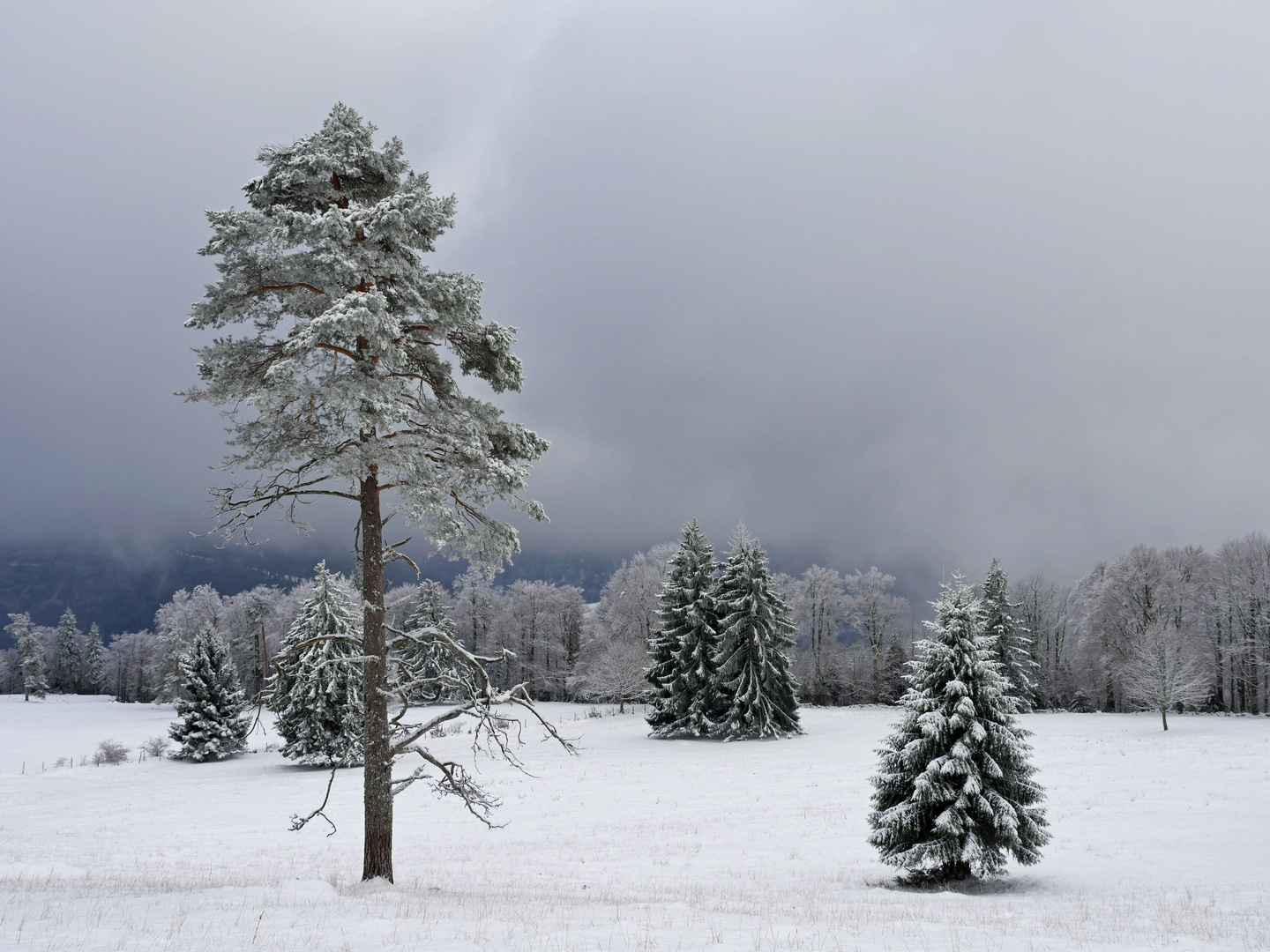 Hurra - hurra - der Schnee ist da