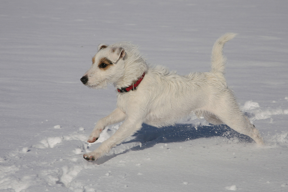 Hurra, hurra, der Schnee ist da!