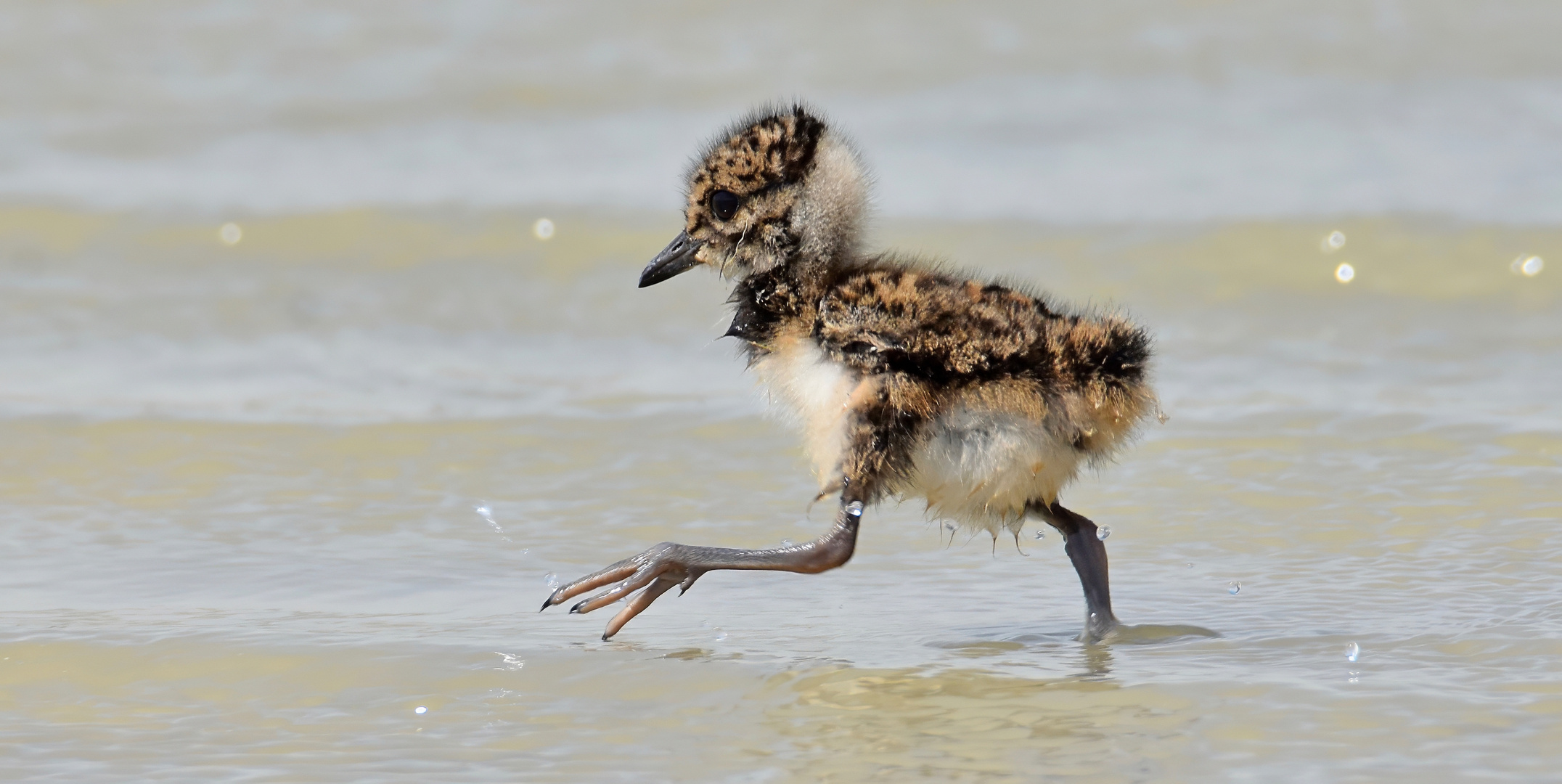 Hurra! Ich bin "Vogel des Jahres"!