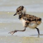 Hurra! Ich bin "Vogel des Jahres"!