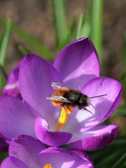 Hurra, ich habe heute den Frühling getroffen