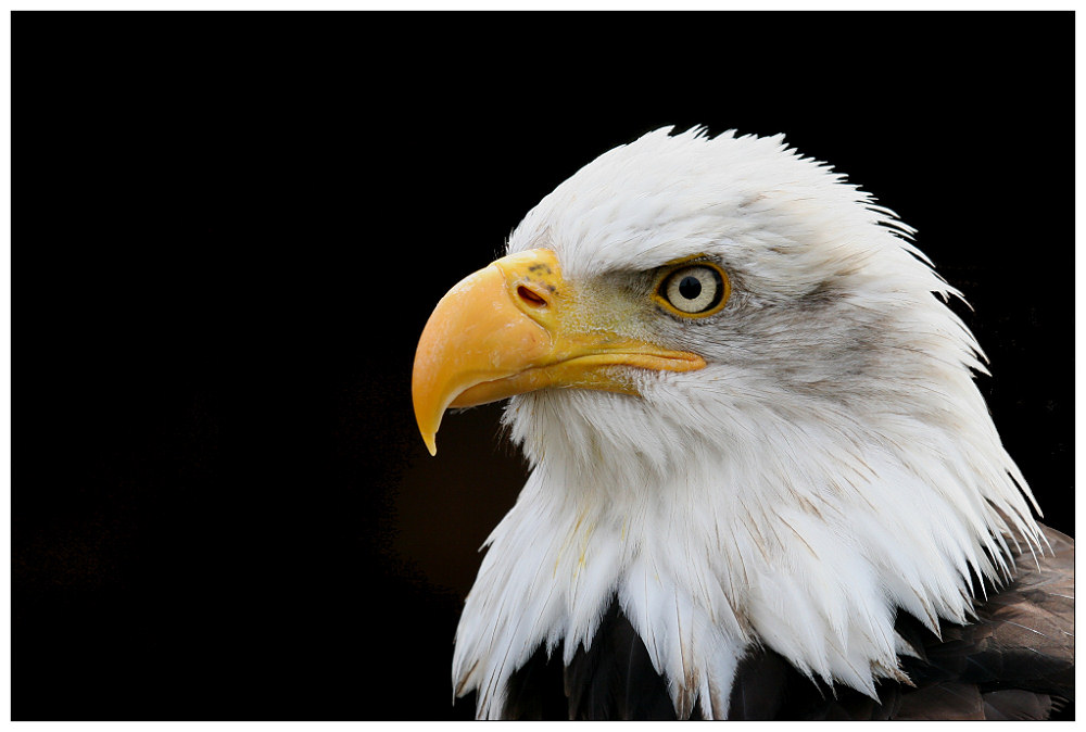 hurra, ich habe meinen ersten seeadler