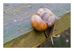 Hurra, ich habs geschafft! :-)) Bewegungsunschärfe bei Schnecken!