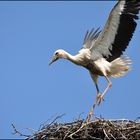 "Hurra, ich kann (fast) fliegen!"