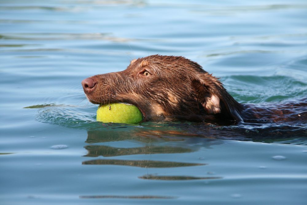 Hurra ... ich kann schwimmen...!