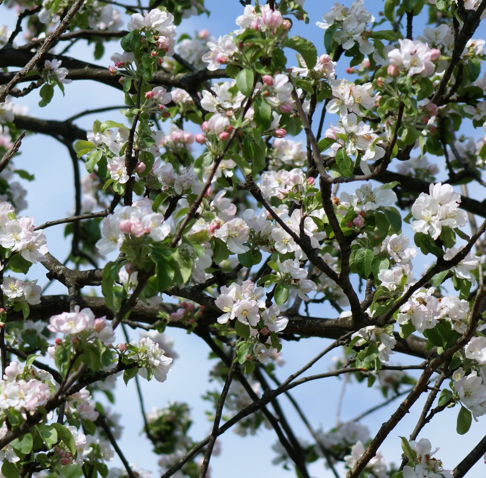 Hurra, in Thun kommt der Frühling ..