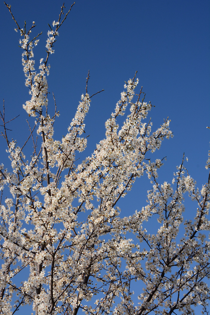 Hurra, jetzt ist der Frühling sogar bei uns da