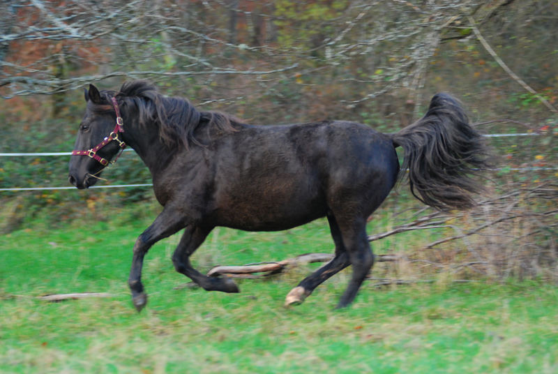 Hurra....... mein erstes eigenes Pferd!!!!