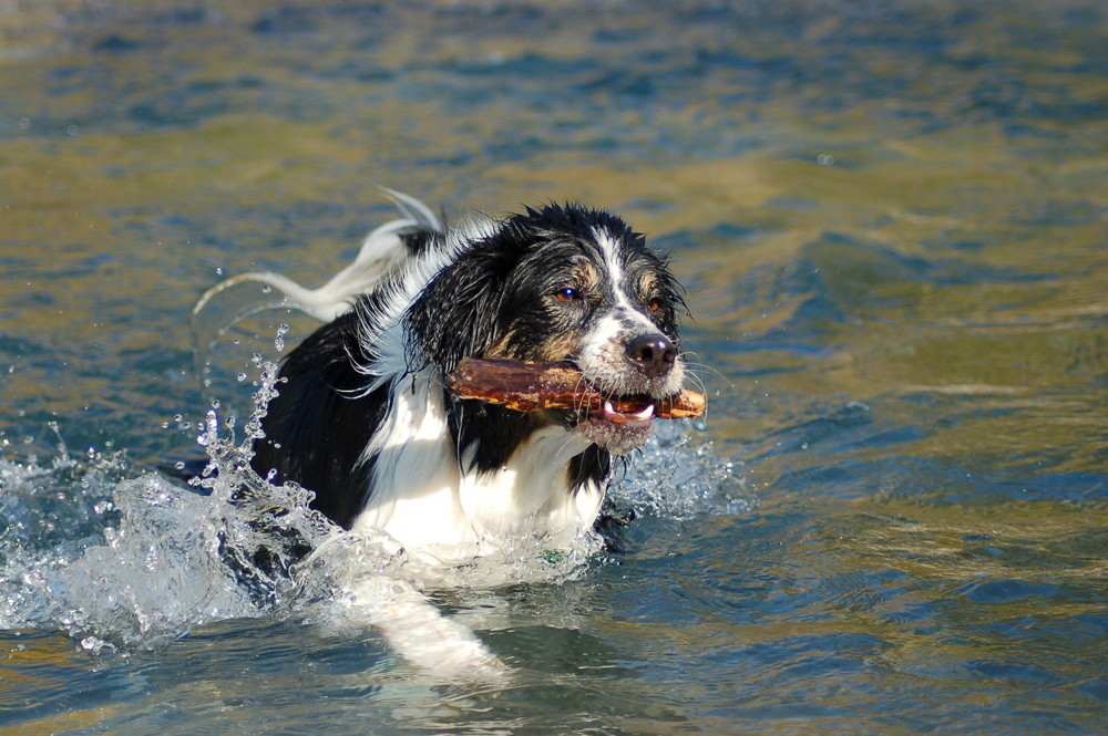 Hurra Schröder schwimmt !