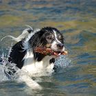 Hurra Schröder schwimmt !