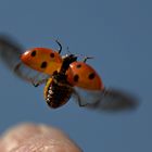 Hurra, sie fliegen wieder!