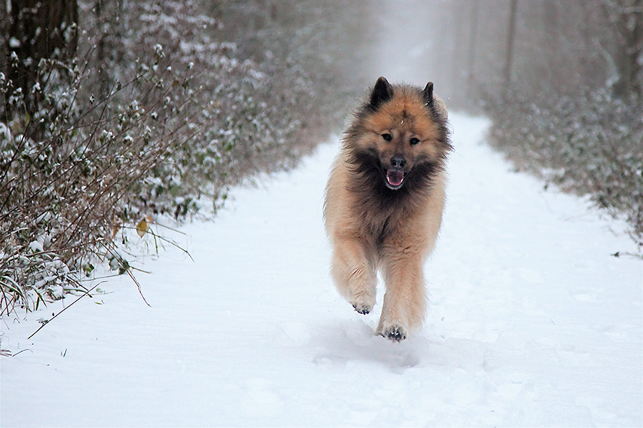 Hurra, wir hatten ein bisschen Schnee!