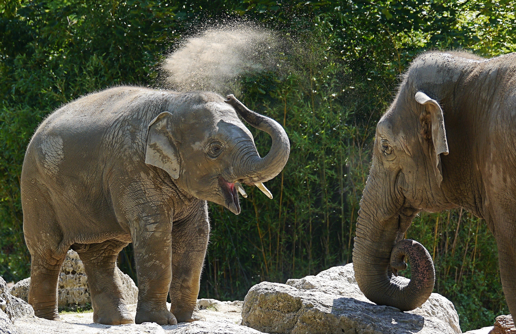 Die Geheimnisse eines perfekten Gartenfestes Die Geheimnisse eines perfekten Gartenfestes