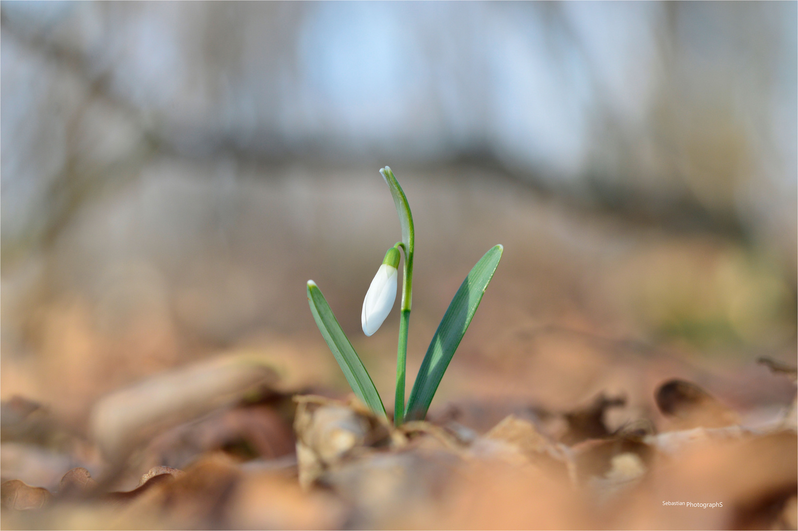 Hurra,der Frühling ist da!!!