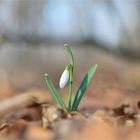 Hurra,der Frühling ist da!!!