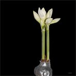 Hurrah - meine Amaryllis hat 10 Knospen