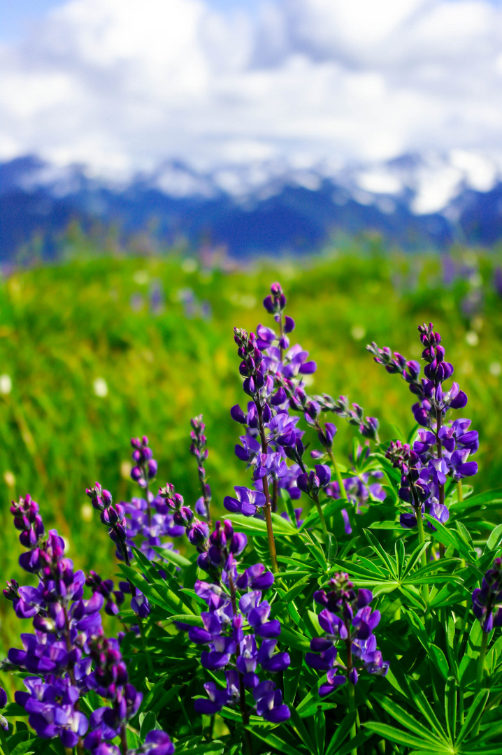 Hurricane Ridge