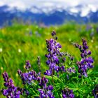 Hurricane Ridge