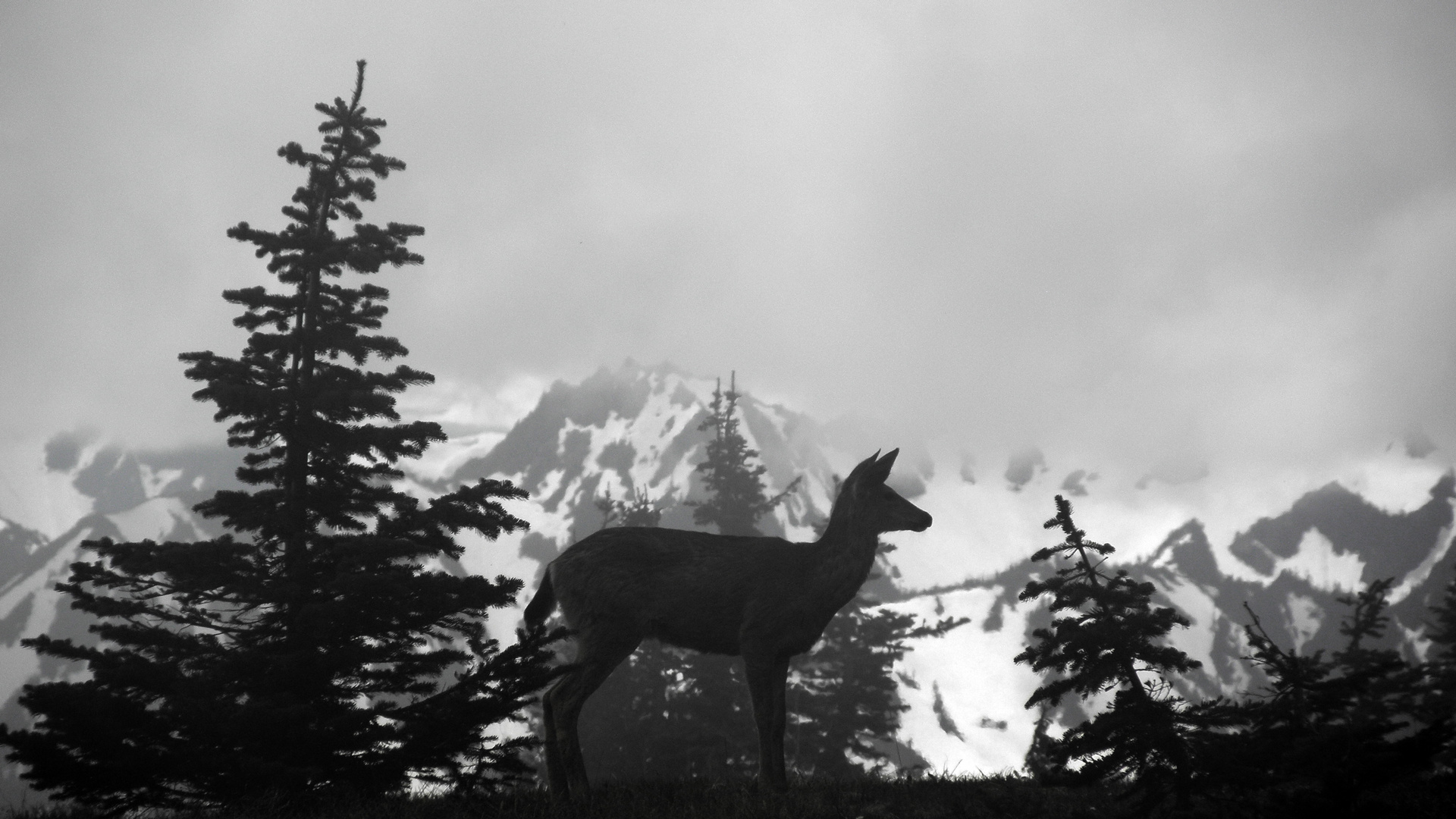 hurricane ridge olympic national park, Washington